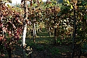 San damiano d'Asti - Colori d'autunno 2009_40